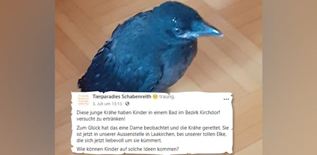 Tierschutzer Kinder Wollten Krahe Ertranken Oberosterreich Heute At