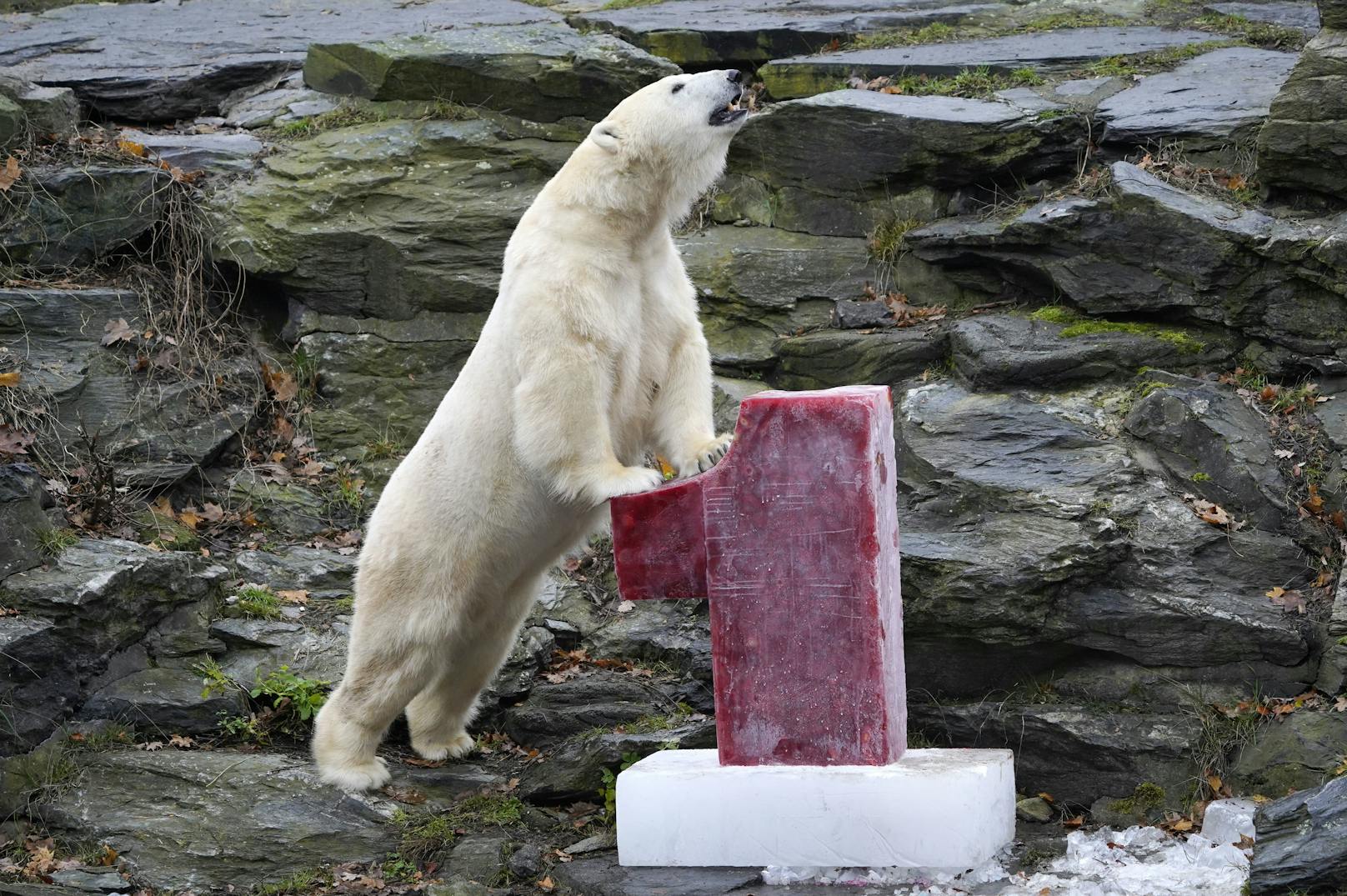 Ein leckerer Eisklumpen hat es auch ins Eisbär-Gehege geschafft... Sie bekommen nicht nur das, sondern auch..