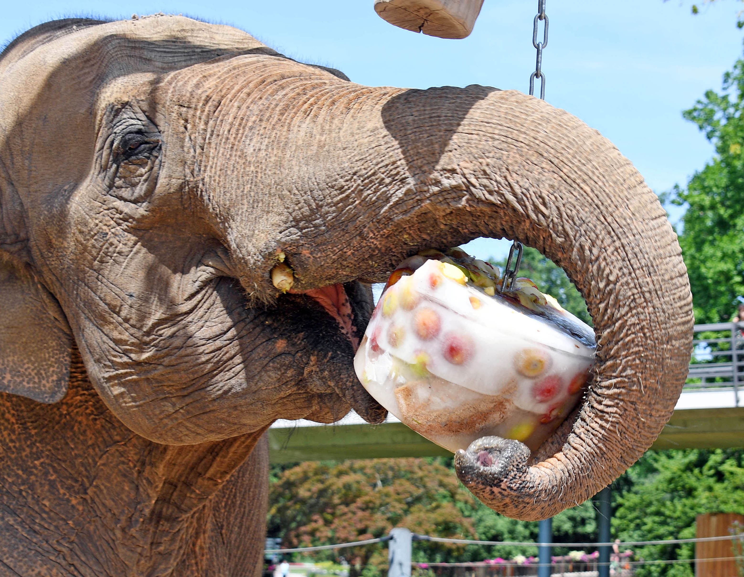 Ice Ice Baby: So bleiben Zoo-Tiere bei Sommerhitze cool Ice Ice Baby: So bleiben Zoo-Tiere bei Sommerhitze cool