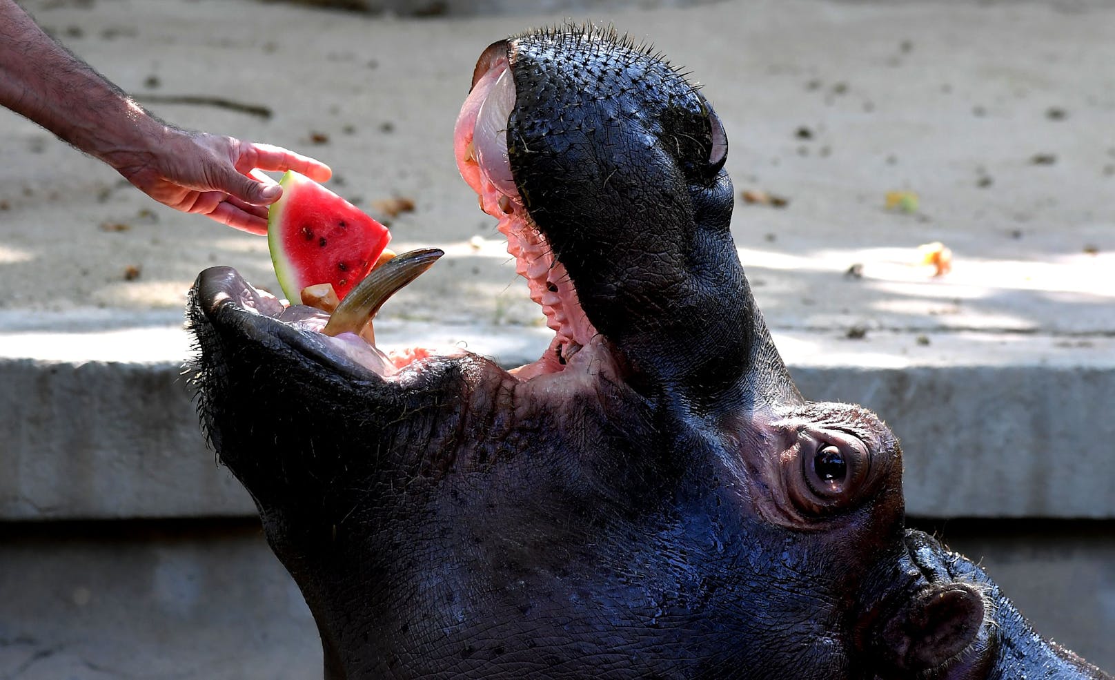 Wassermelone mögen auch Hippos gern.