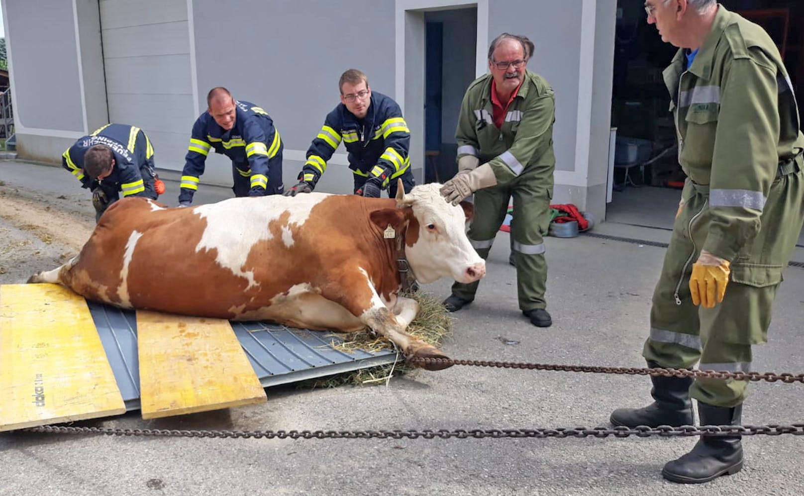 Trächtige 700-kg-Kuh mit Kran und Tor gerettet