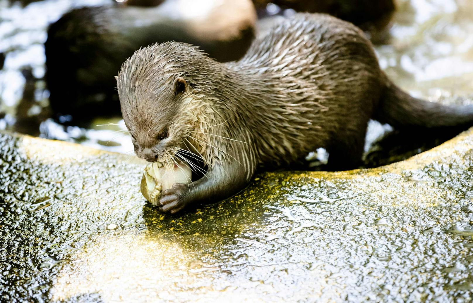 Der kleine Otter erfrischt sich im Wasser.