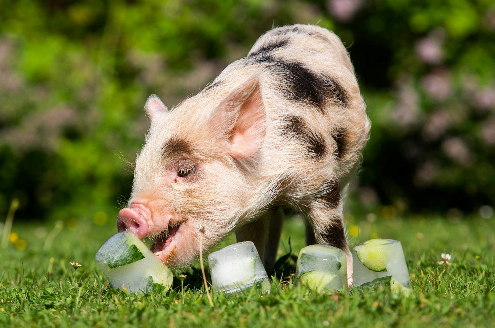 Auch Schweinchen mögen Eis gerne.