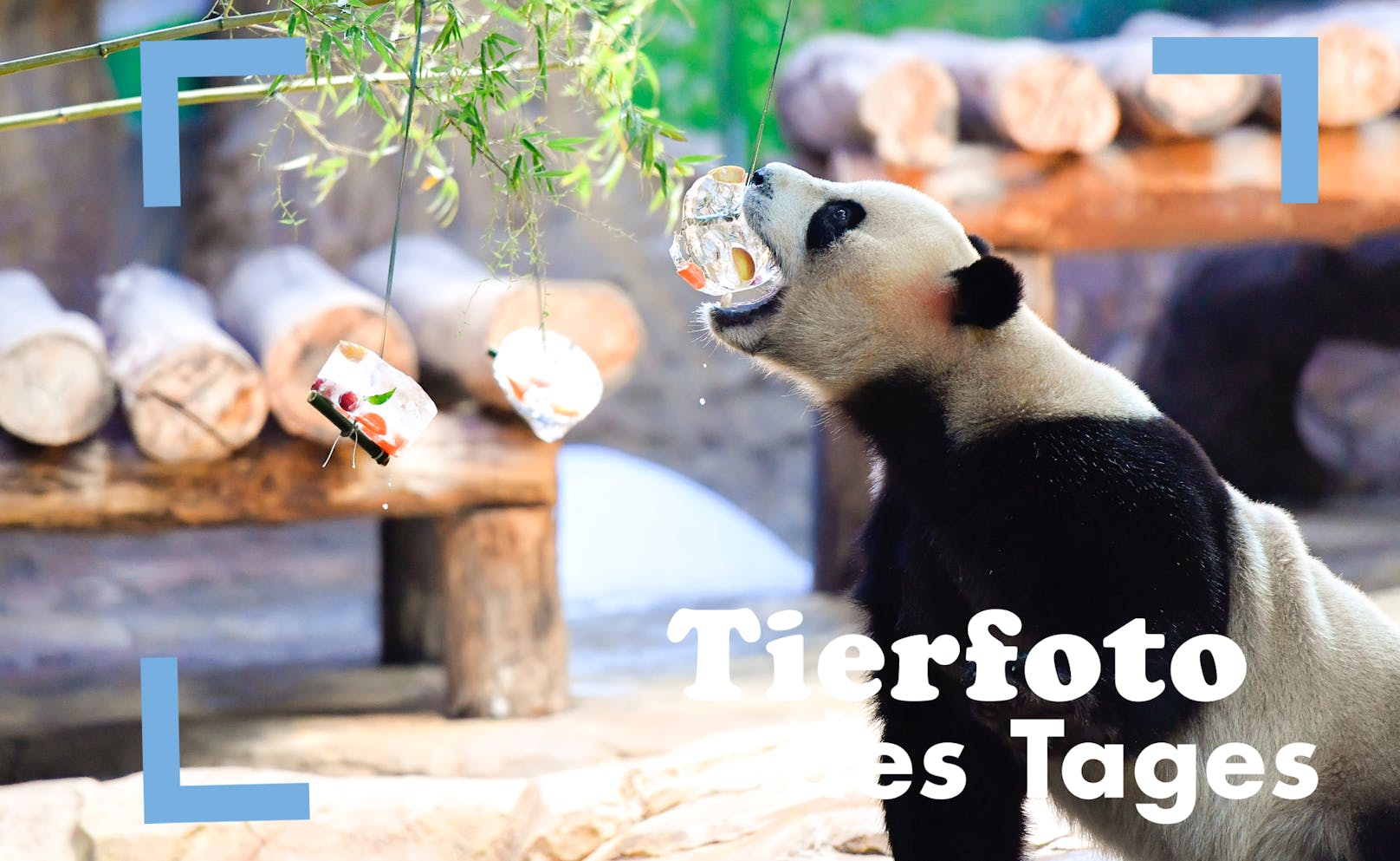 Willkommene Abkühlung! Ein Großer Panda genießt ein artgerechtes Eis in der Sommerhitze.