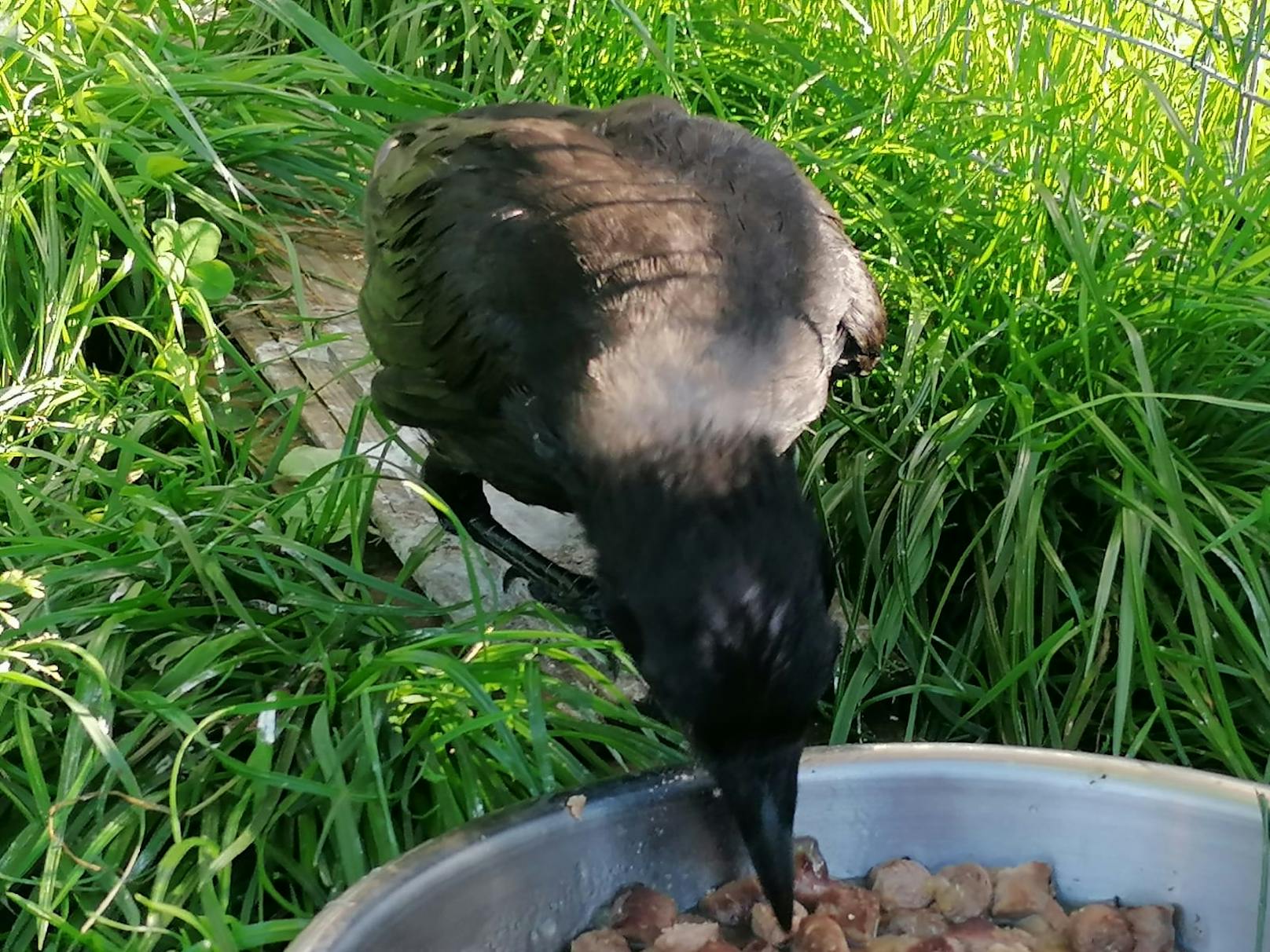 Mahlzeit! Die Krähe nimmt die Nahrung gut auf.