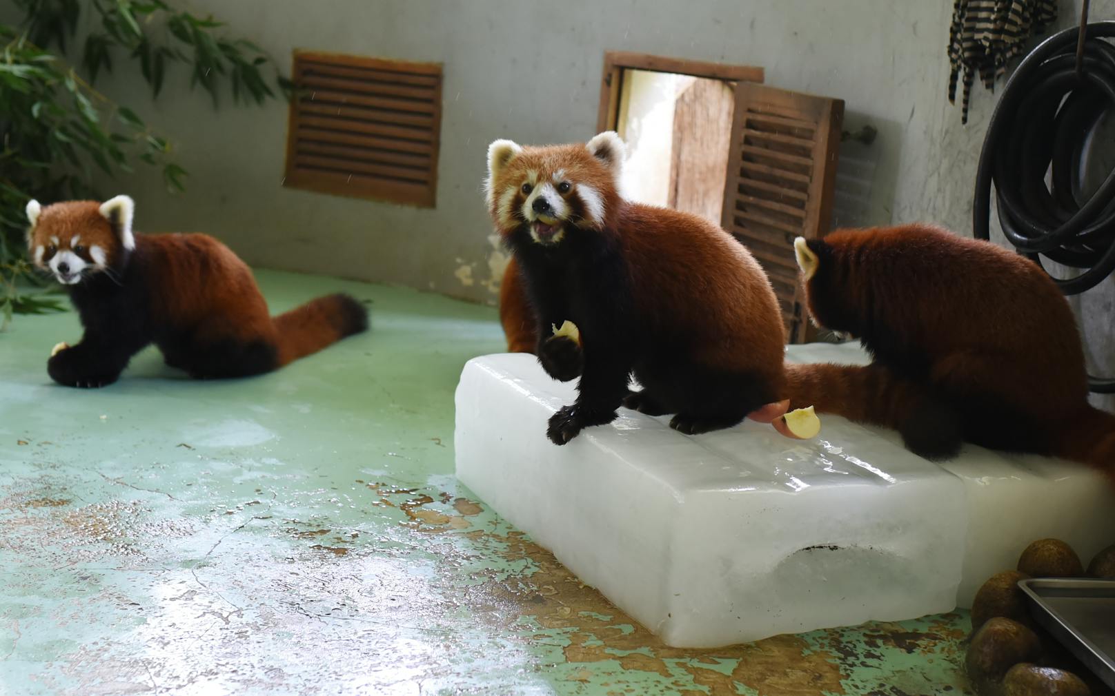 Rote Pandas sitzen auch gern auf Eisblöcken.
