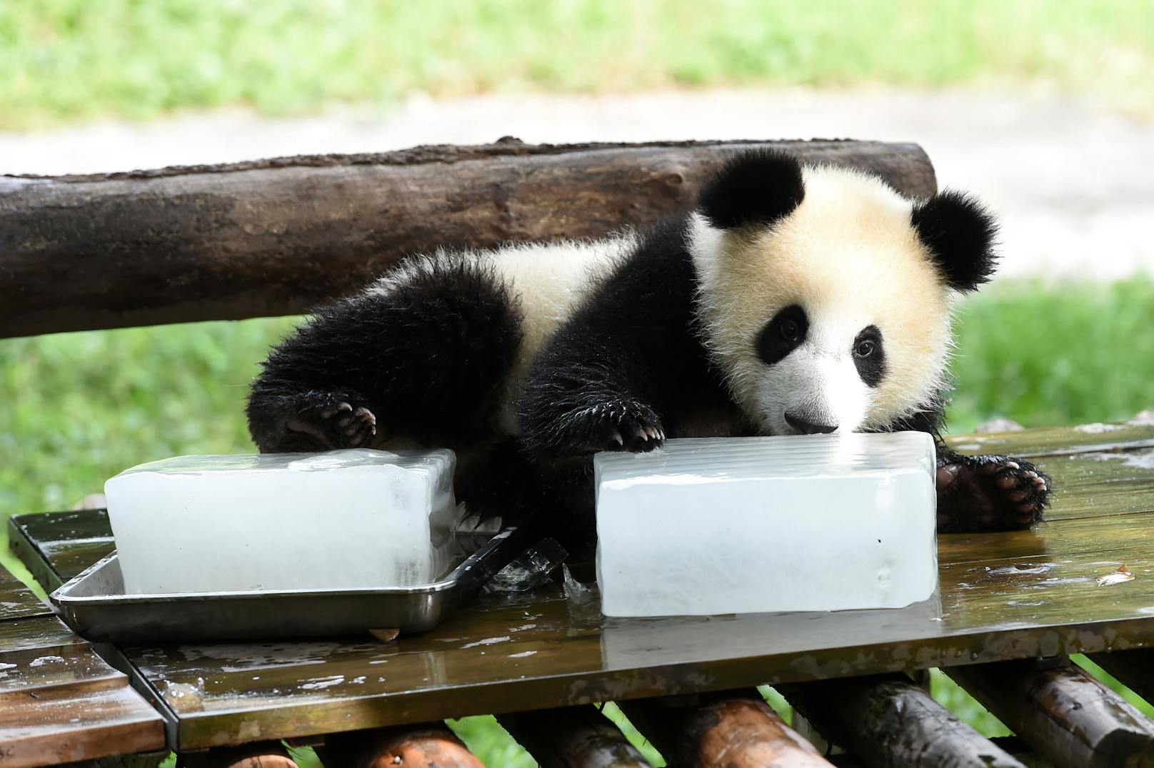 Der kleine Panda umarmt den Eisblock..