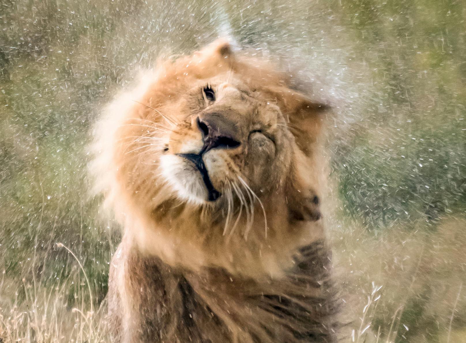 Nach einem Bad im kühlen Nass schüttelt dieser Löwe seine Mähne.