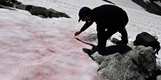 Biago die Maio nimmt eine Probe vom "Blutschnee" in den italienischen Alpen.