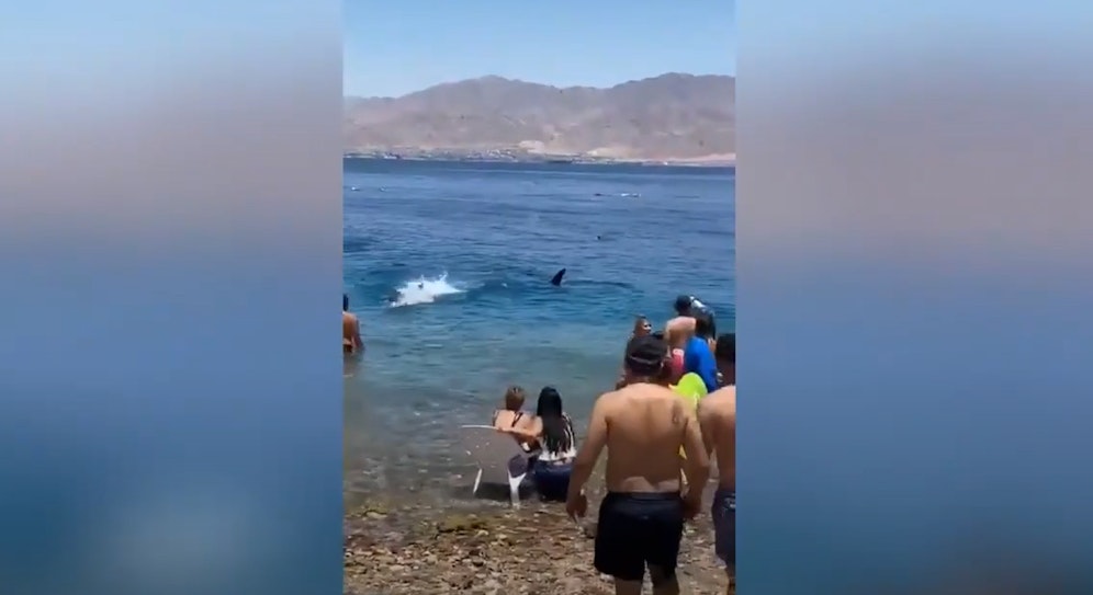 Urlauber fliehen vor dem riesigen Hai aus dem Wasser.