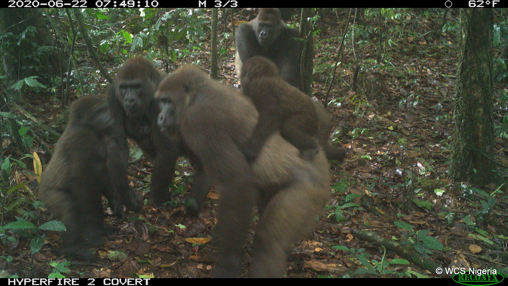 Sie zeigen die seltenen Cross-River-Gorillas in Nigeria.