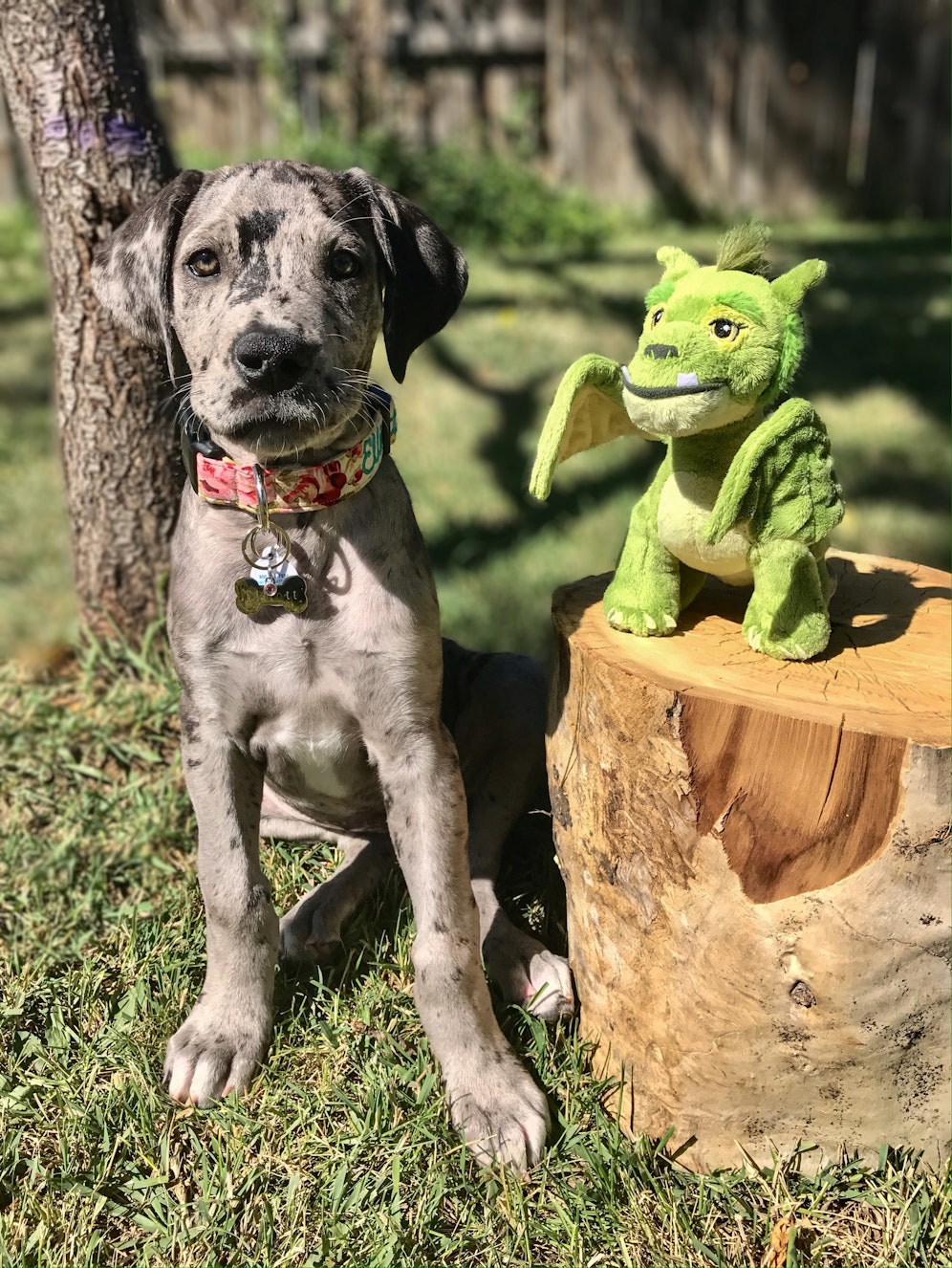 Dogge Eliot und ihr Drache sind unzertrennlich