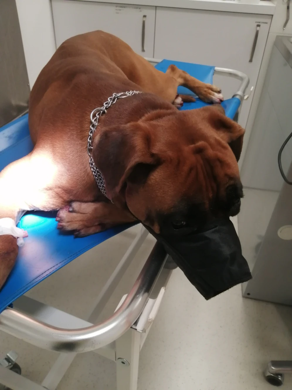Der arme Boxer in der Tierklinik