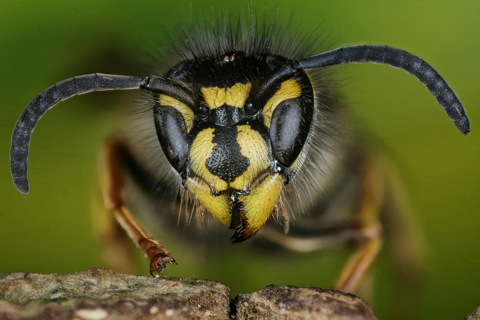 Großaufnahme der Gemeinen Wespe (Vespula vulgaris)