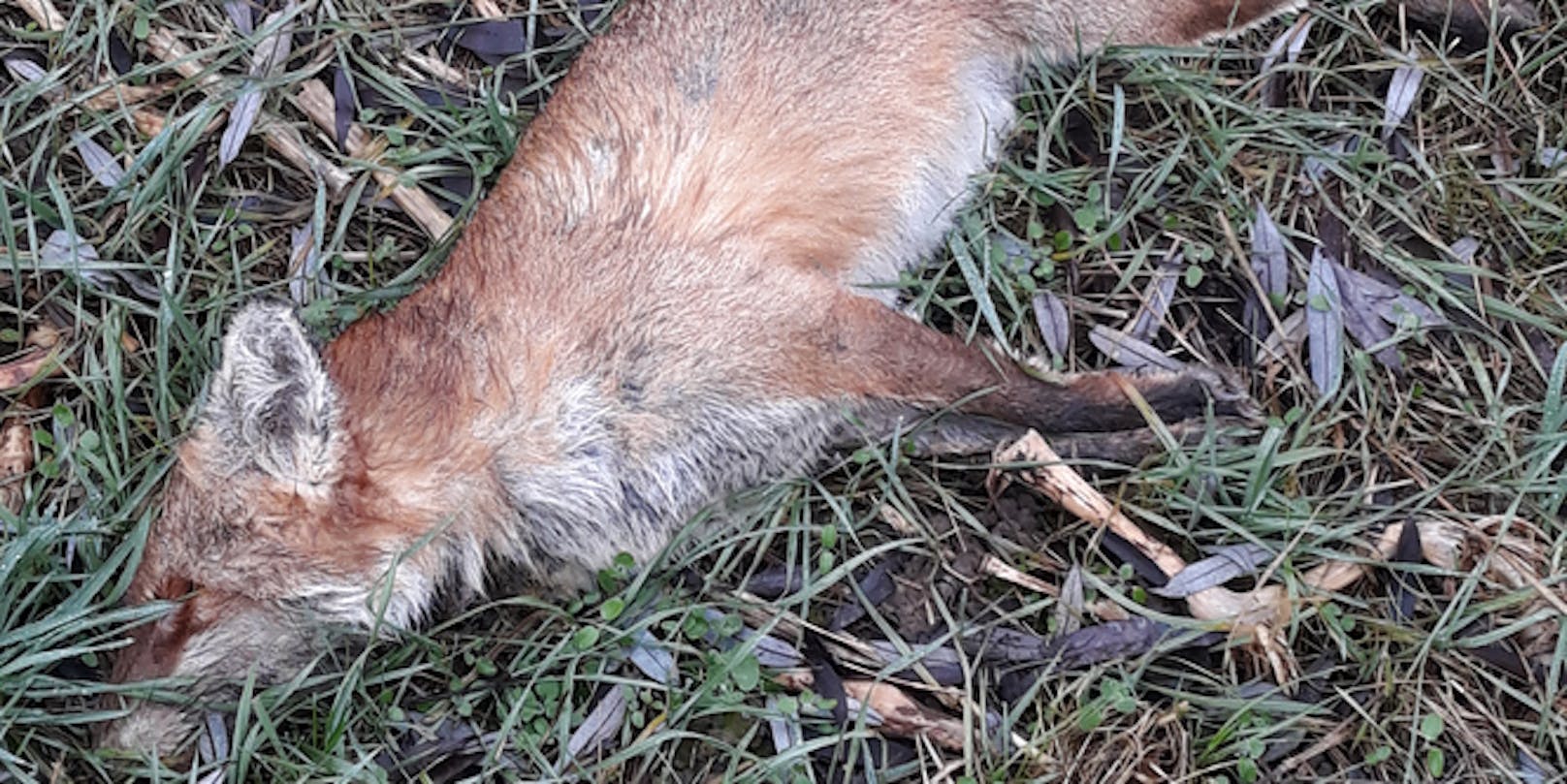 Zwei Füchse sind in der Steiermark getötet und gehäutet worden.