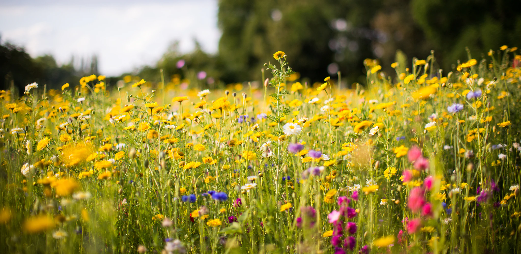 Blühende Wiesen mit heimischen Kräutern, Blumen und Stauden sind schön und summen sicher.