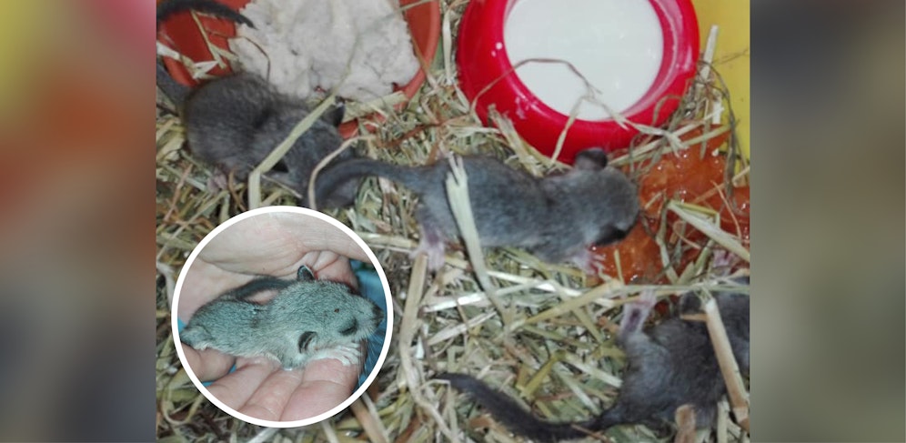 Die vier kleinen Siebenschläfer werden bei der Tierrettung aufgepäppelt.