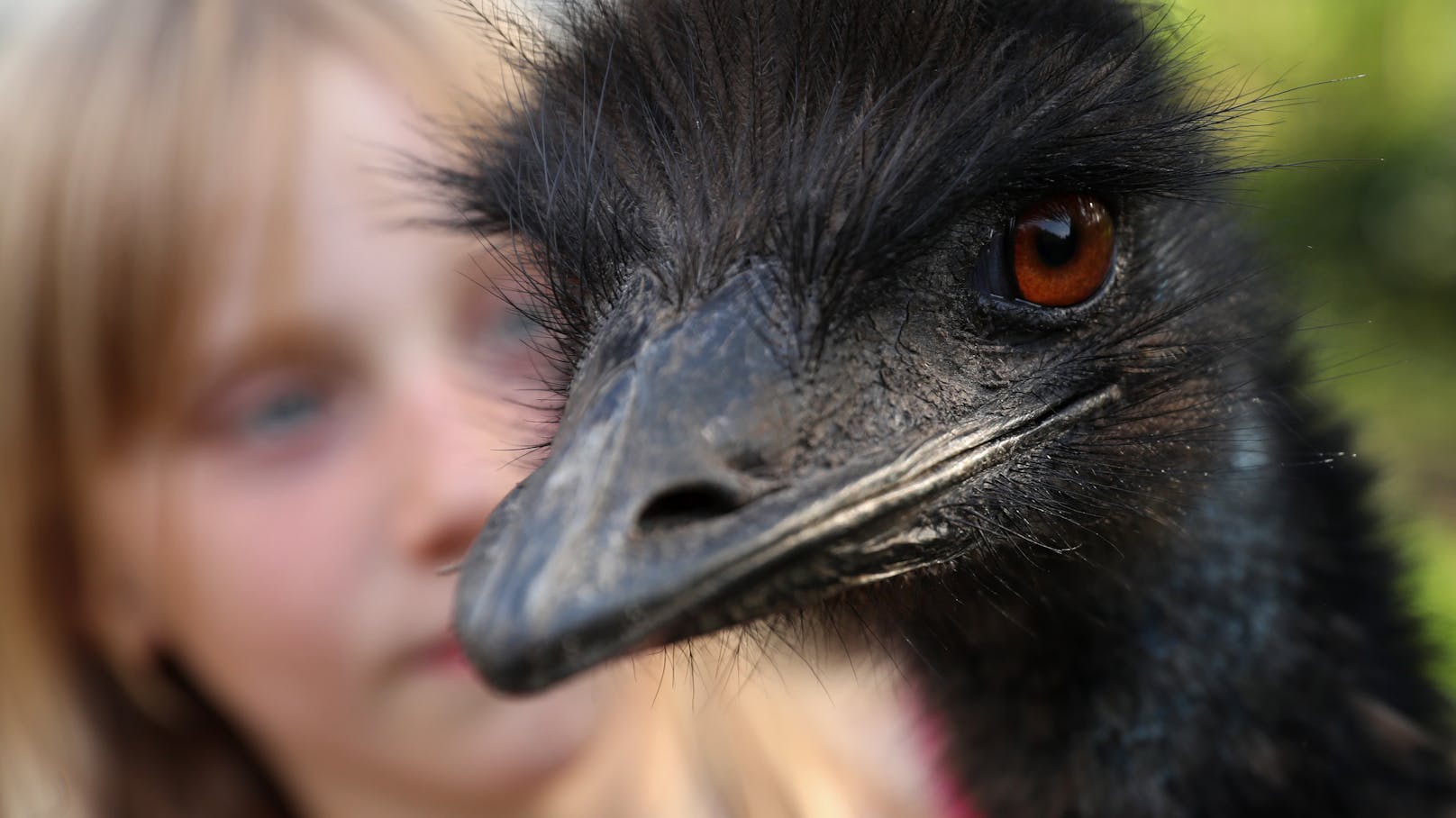 Ein Emu und ein Kind auf einer Straußenfarm in Russland. Symbolfoto
