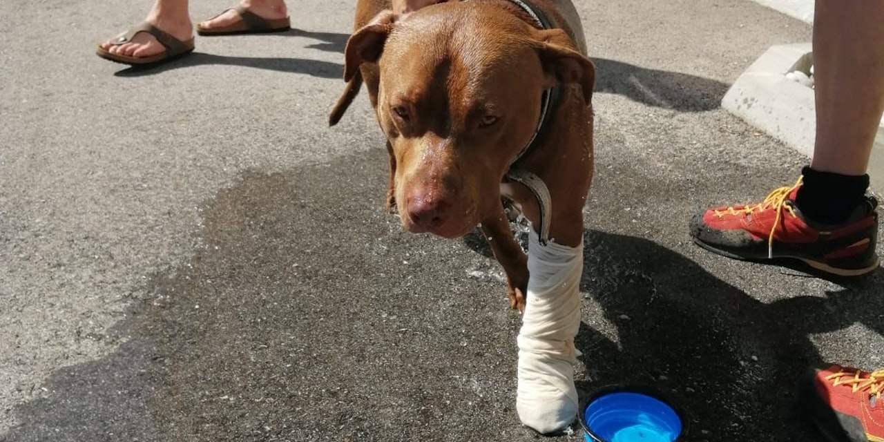 Hund bei Wanderung von Kreuzotter gebissen heute.at 100096230 Diashow