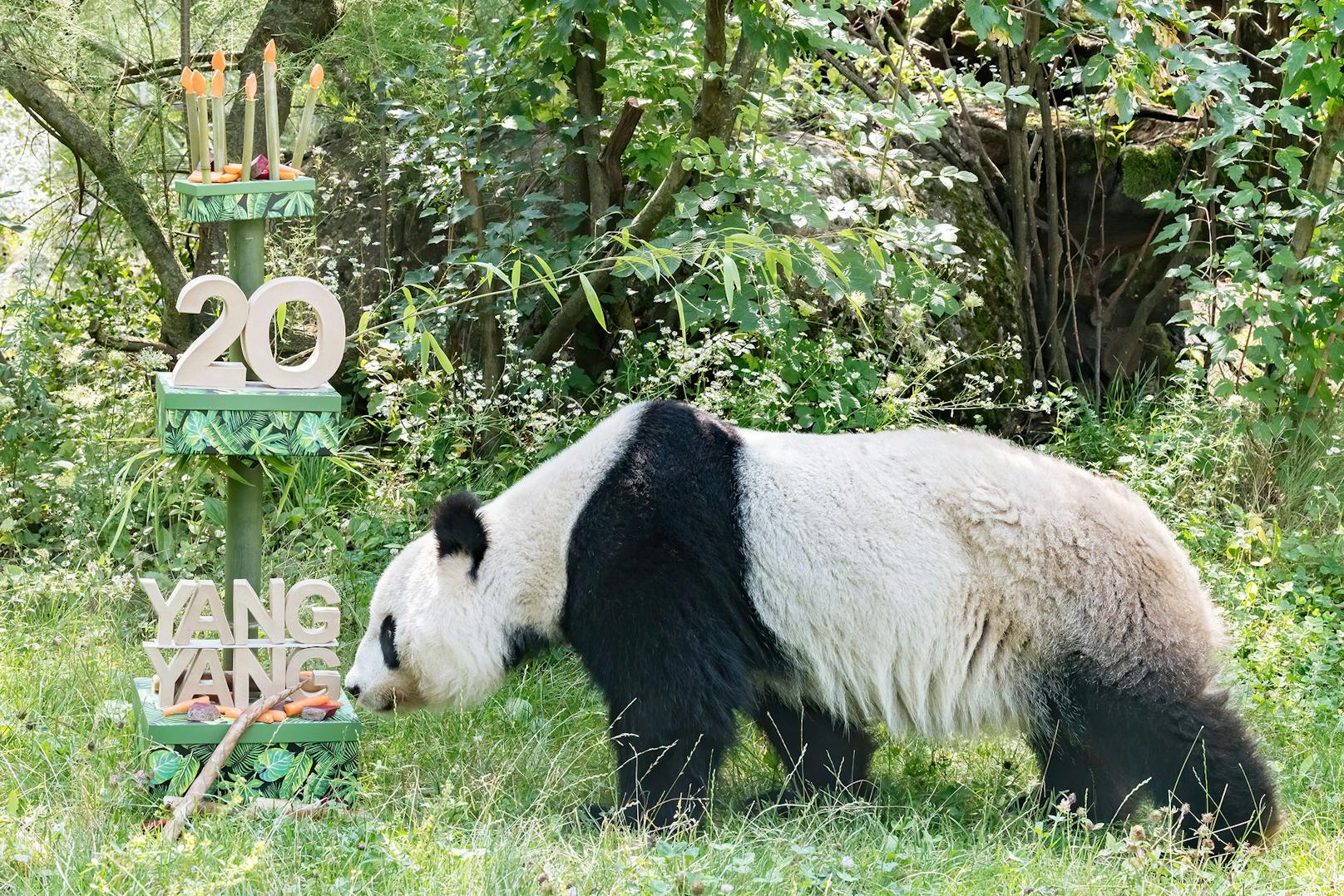 Mahlzeit! Panda-Weibchen Yang Yang feiert am 10. August ihren 20. Geburtstag mit einer besonderen Torte.