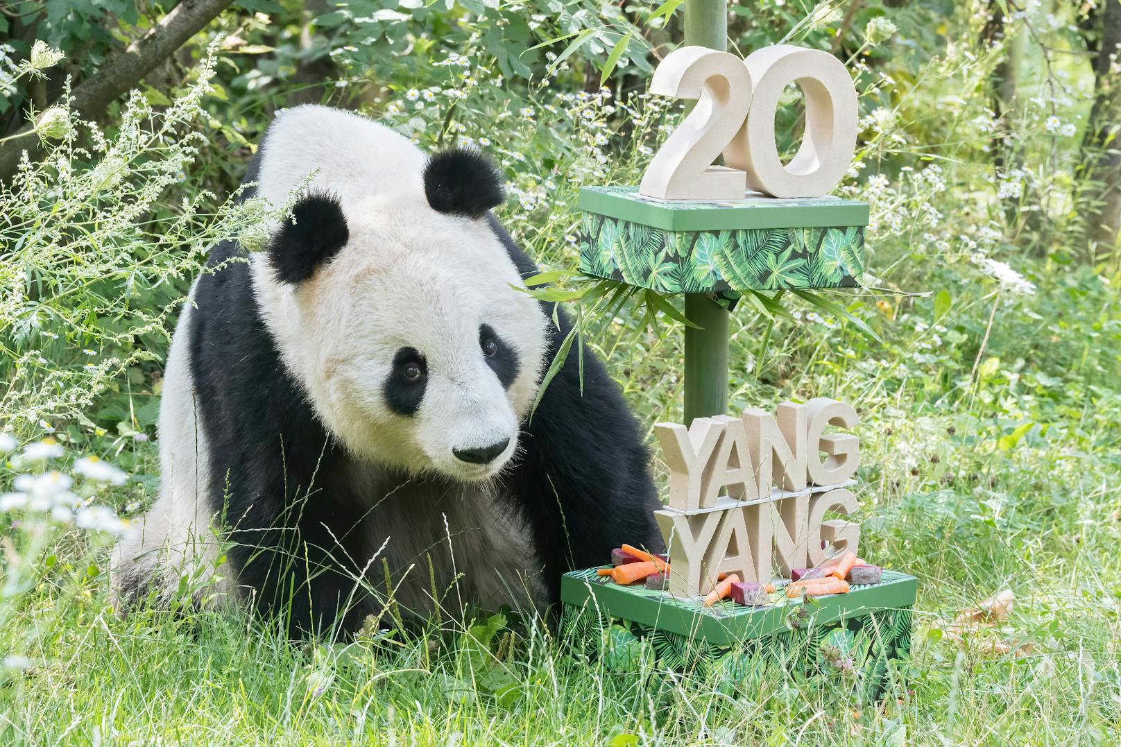 Mahlzeit! Panda-Weibchen Yang Yang feiert am 10. August ihren 20. Geburtstag mit einer besonderen Torte.