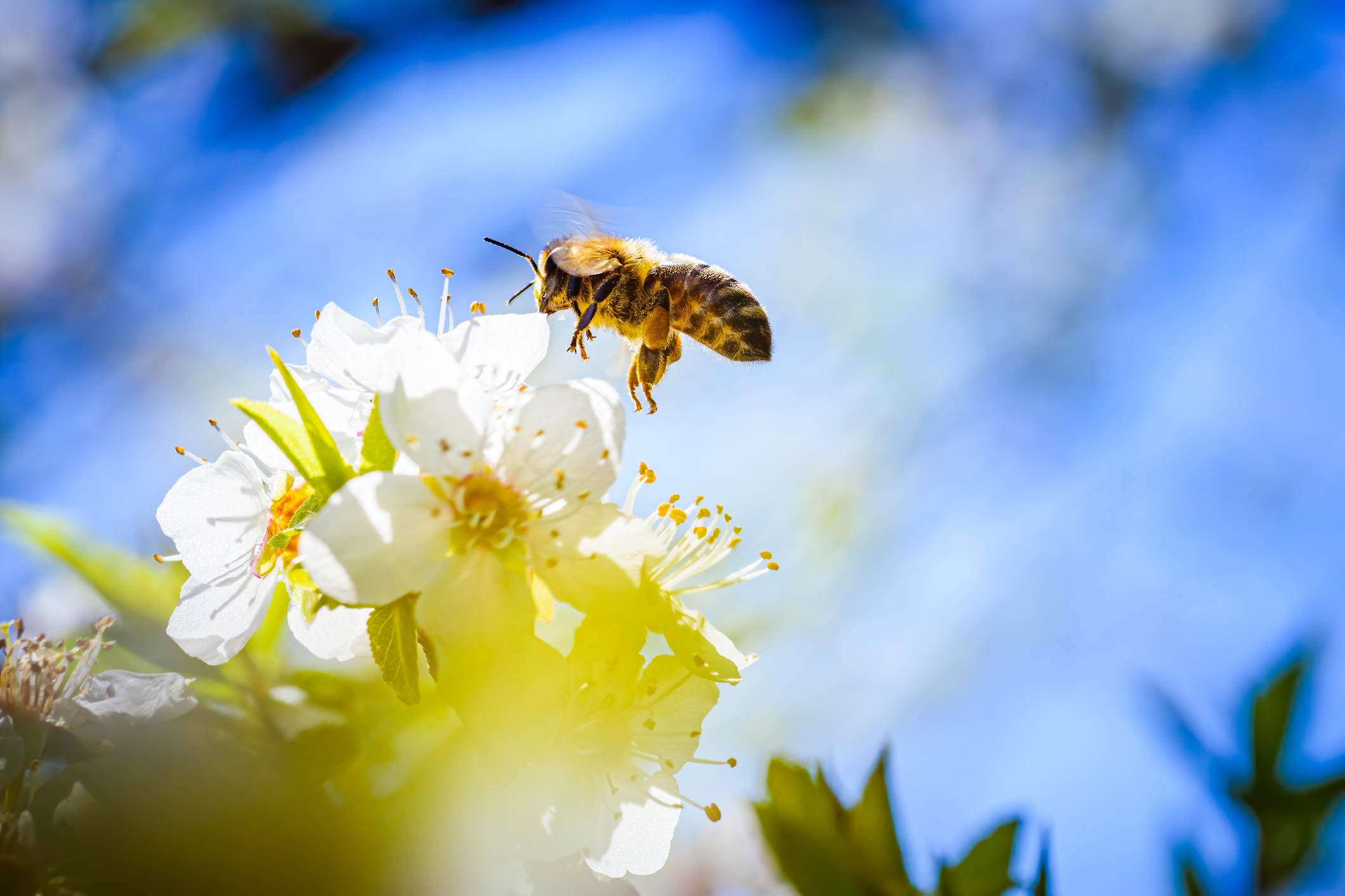 Auch Bienen zählen zu den Einwohnern Wiens.