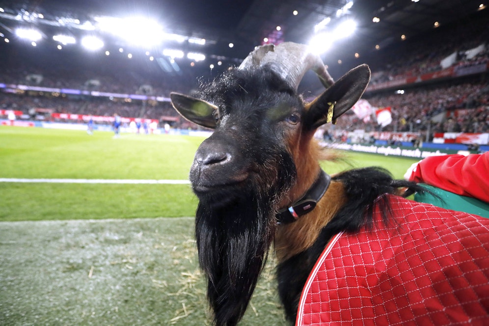 Rassismus-Aufregung beim 1. FC Köln