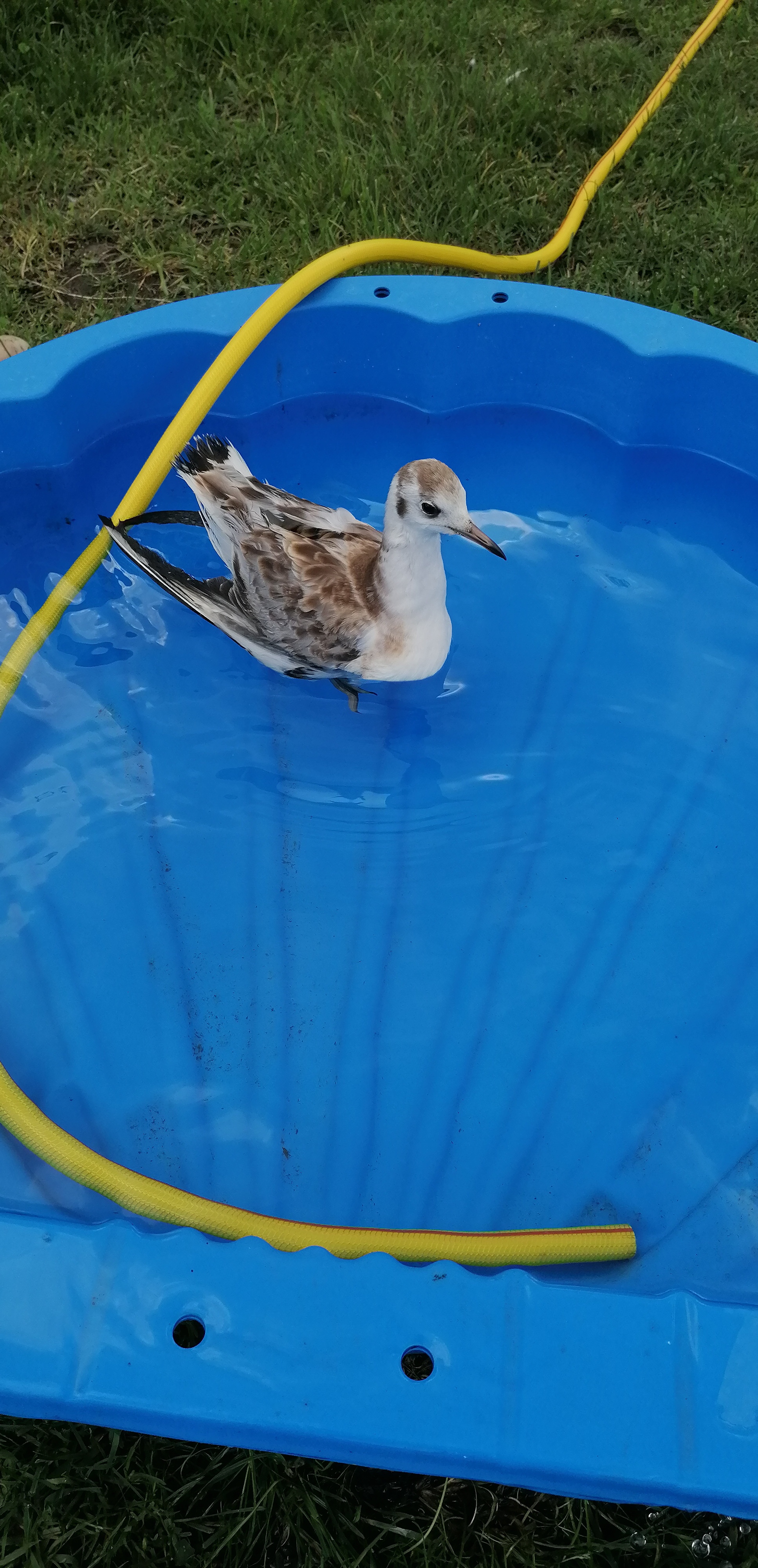 Die gerettete Möwe kann vielleicht nie mehr fliegen.