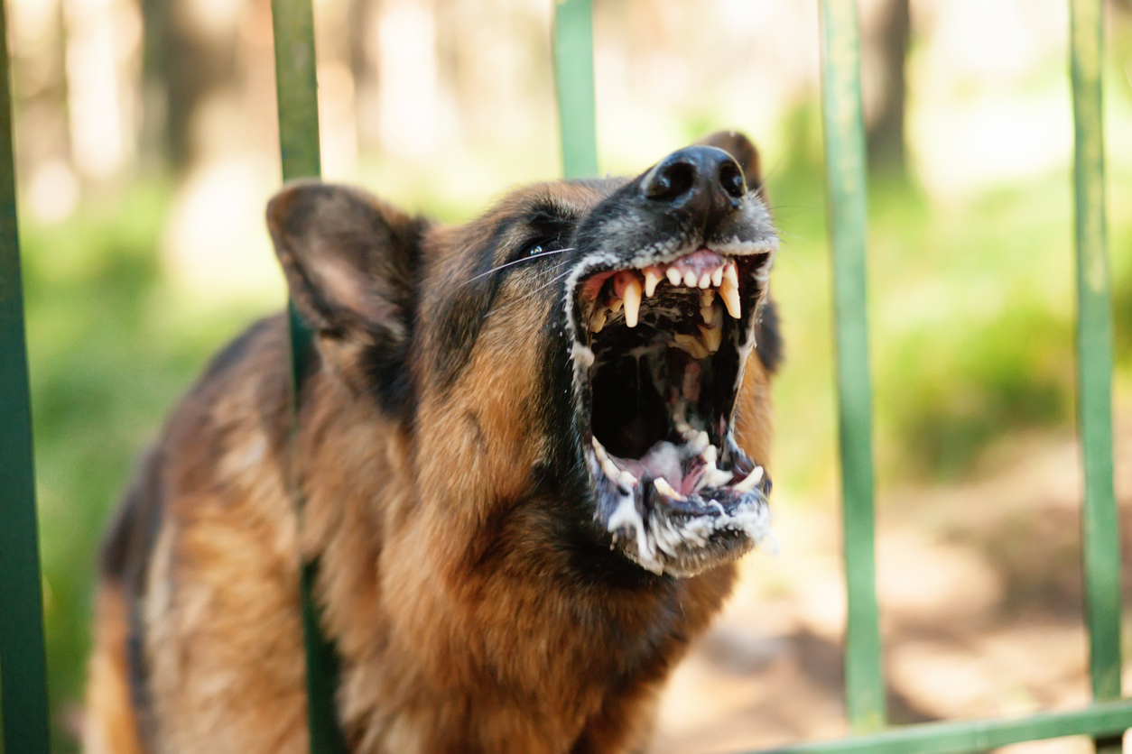 Der Bub wurde von einem Schäferhund gebissen.