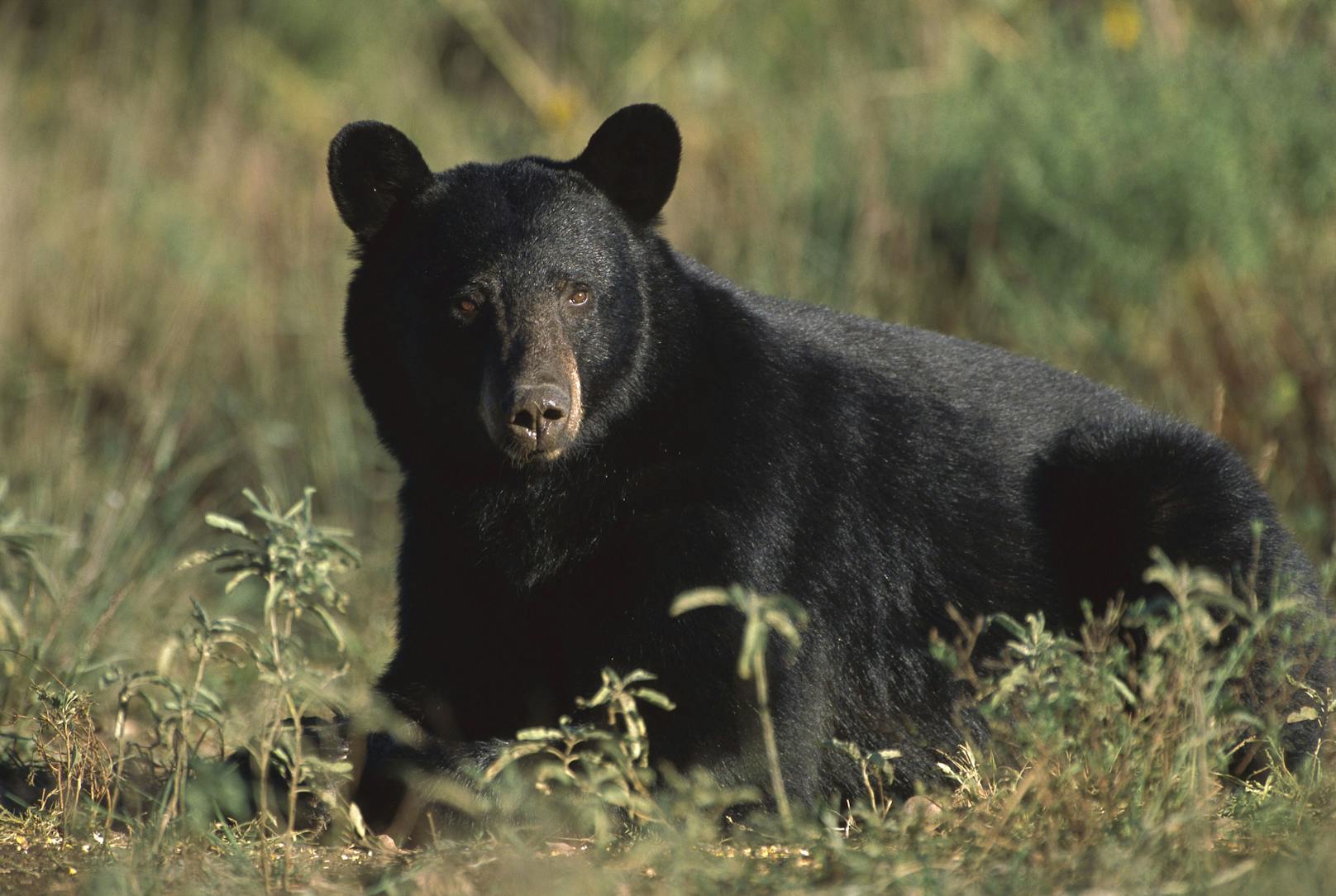 Ein Amerikanischer Schwarzbär (Ursus americanus). (Symbolbild)