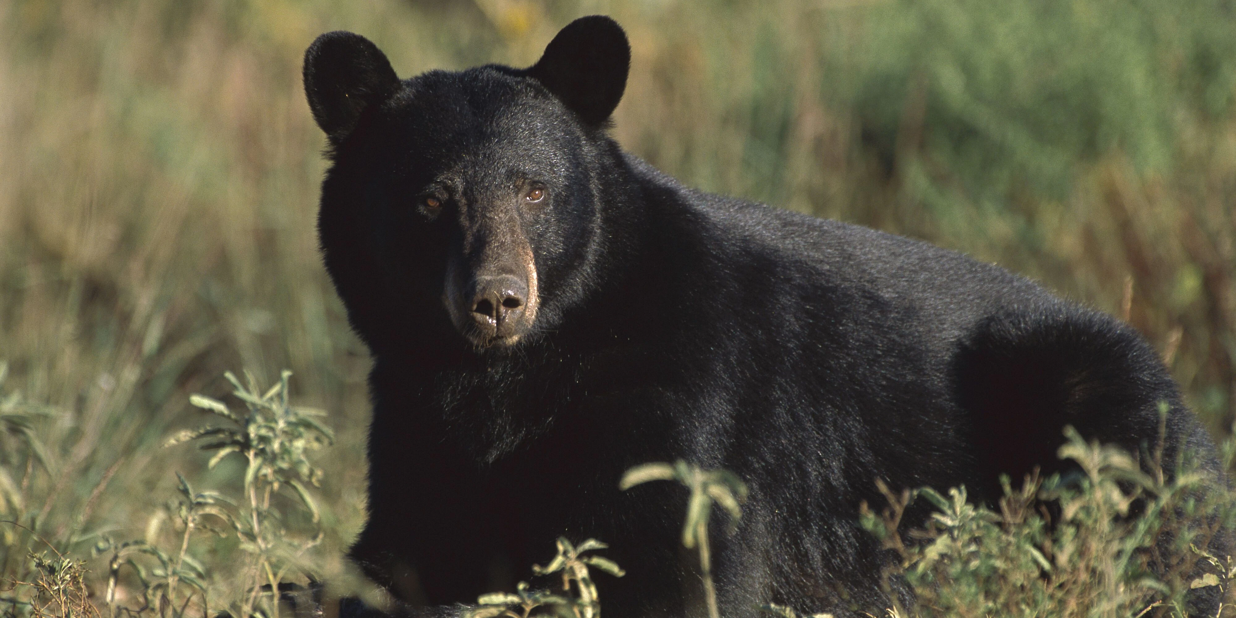 Ein Amerikanischer Schwarzbär (Ursus americanus). Symbolbild