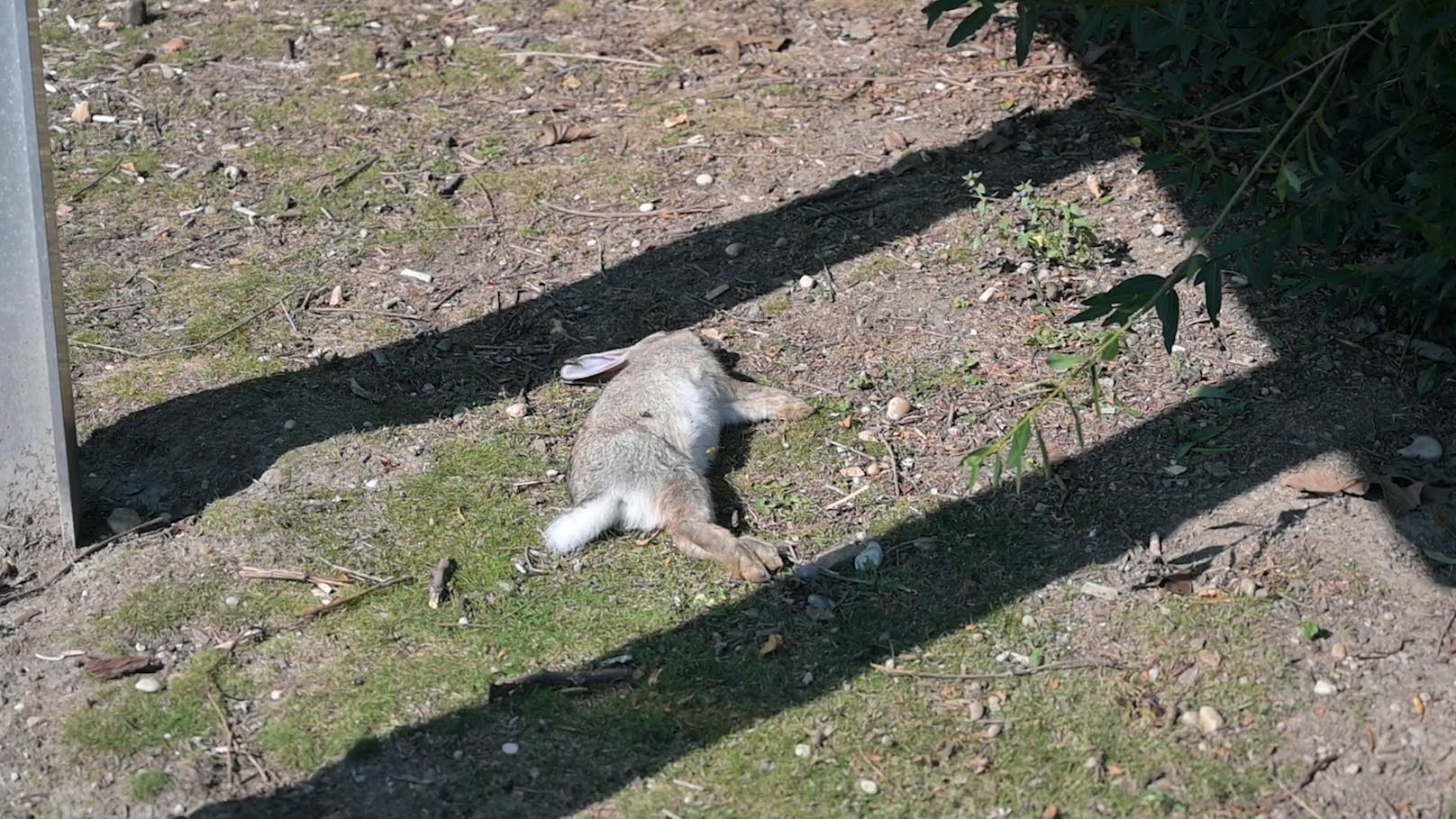 Rätselhaftes Kaninchen-Sterben vor der Donauinsel