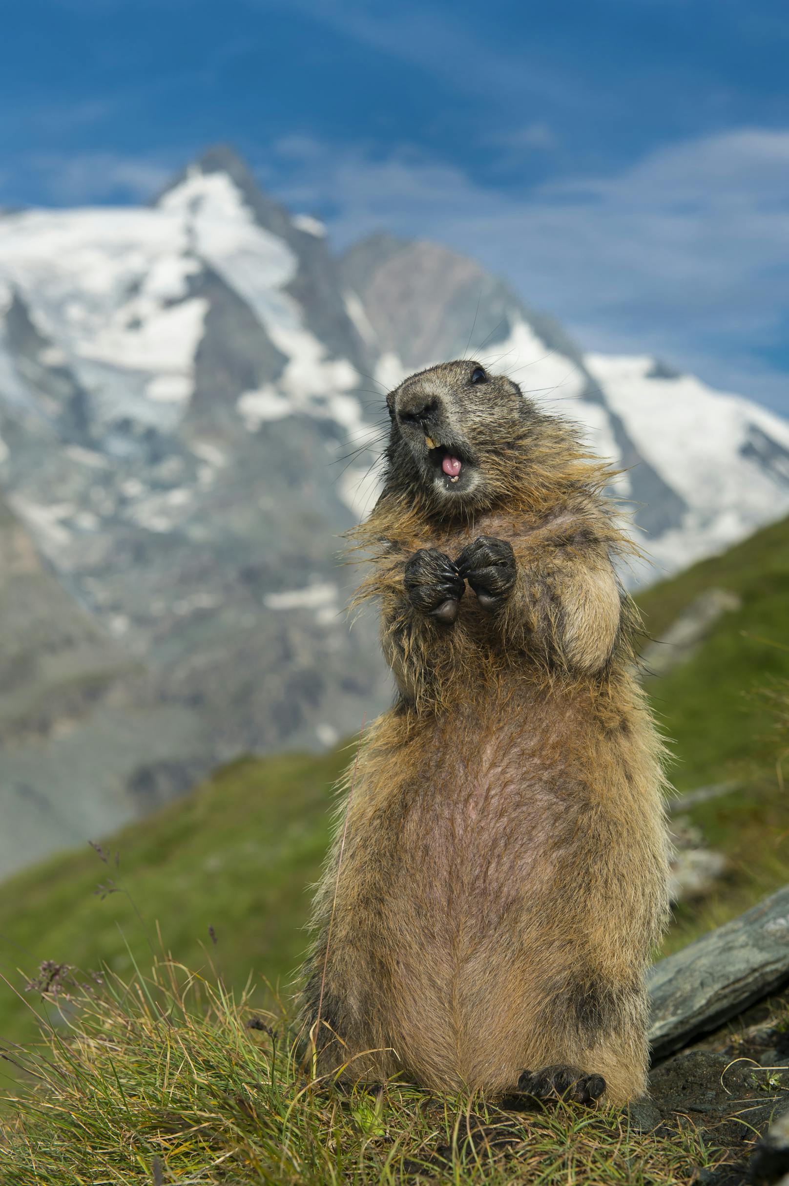 Urlauber prügeln sich wegen Murmeltieren in den Alpen