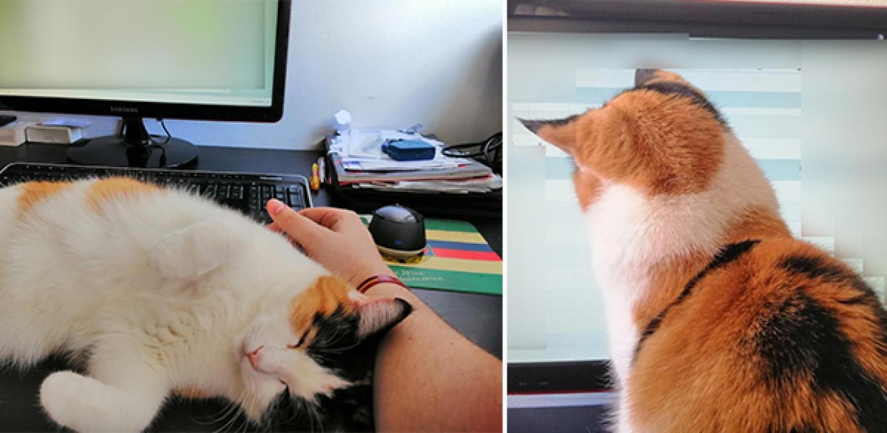Heute.at - Wenn Katzenbesitzer Homeoffice haben...