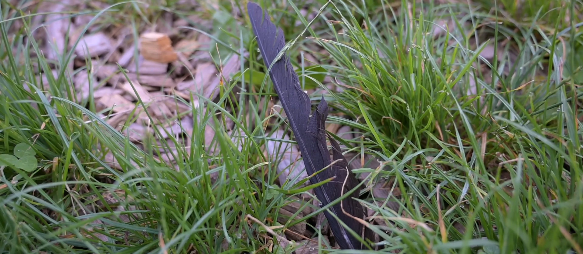 Von den Krähen fehlte am Mittwoch (fast) jede Spur.
