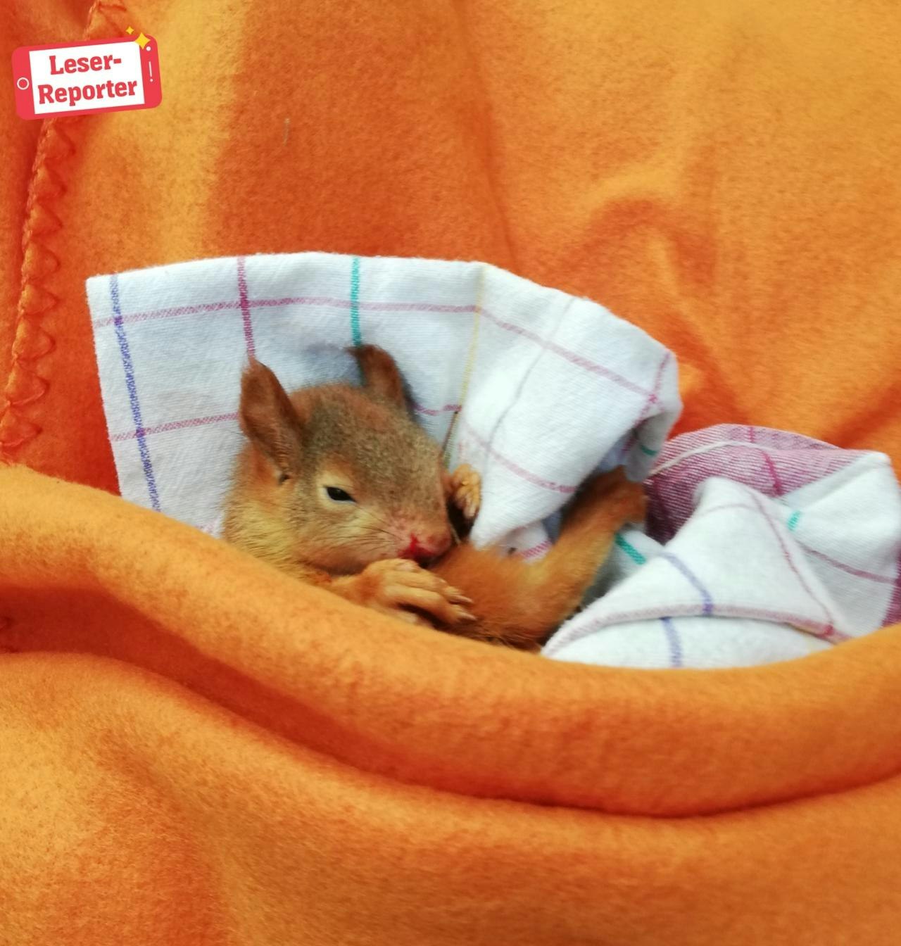 Heute.at - DAS ist das Süßeste, was Sie heute sehen werden