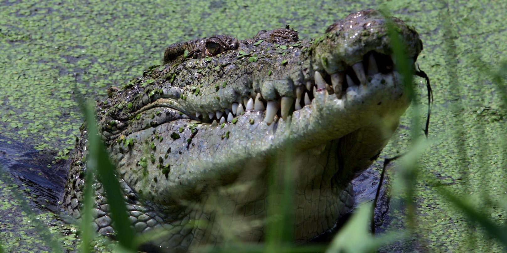 Ein männliches Krokodil steckt den Kopf aus dem Wasser. Symbolbild