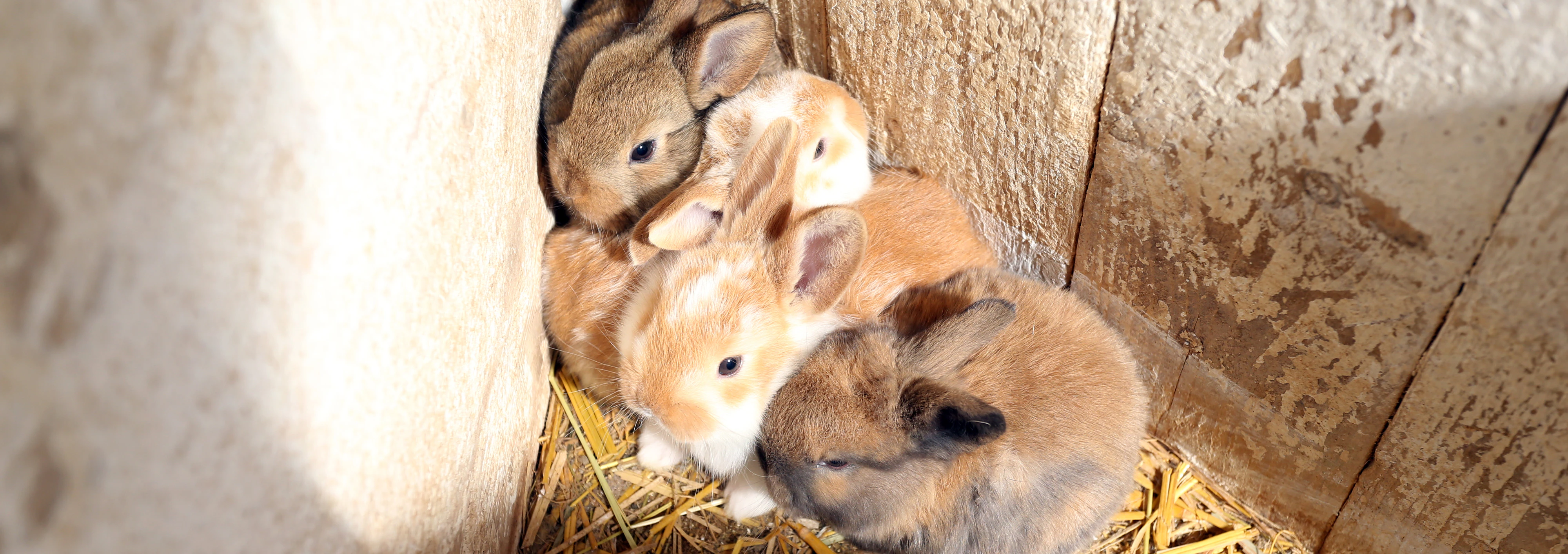 Krähen bedrohen Kaninchenbabys am Cobenzl.