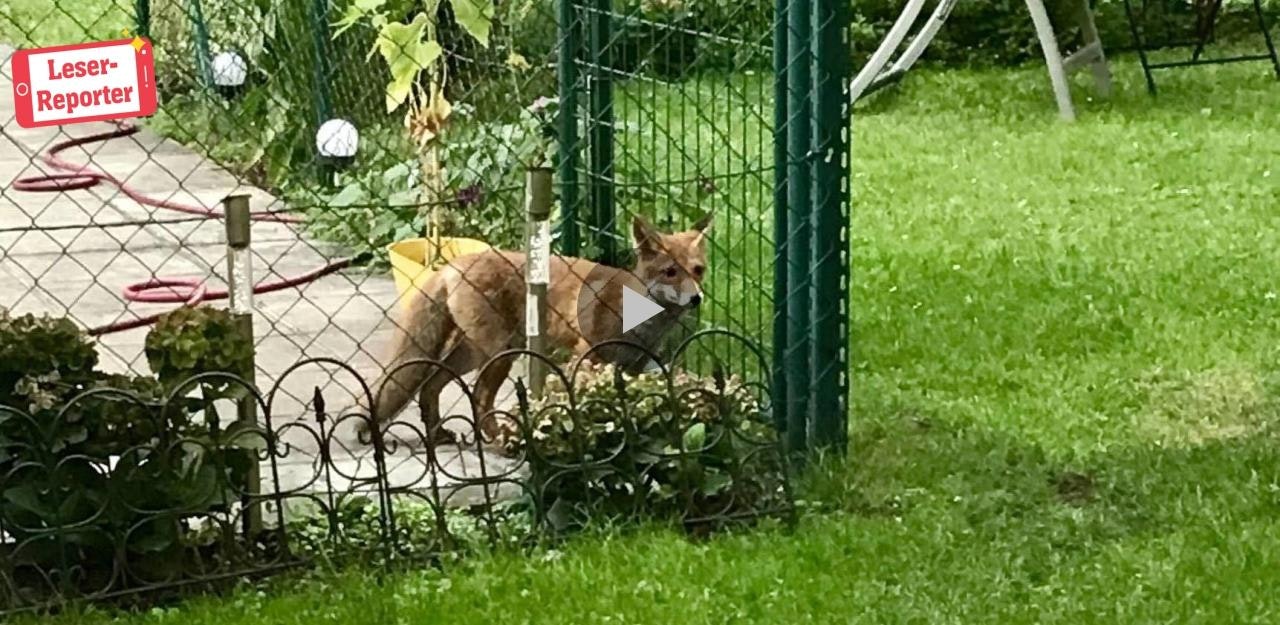 Heute.at - Seit einer Woche lebt ein Fuchs in meinem Garten