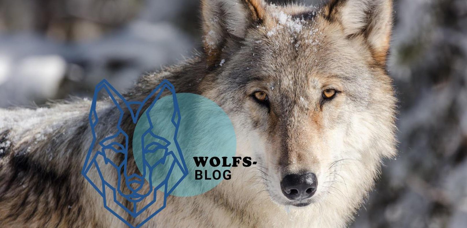 Der Wolf ist zurück - sechs Fakten