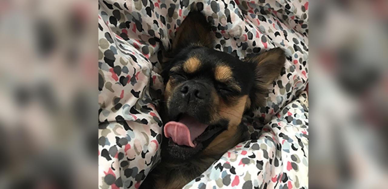 Heute.at - Schlafende Haustiere! Die 35 süßesten Leserfotos