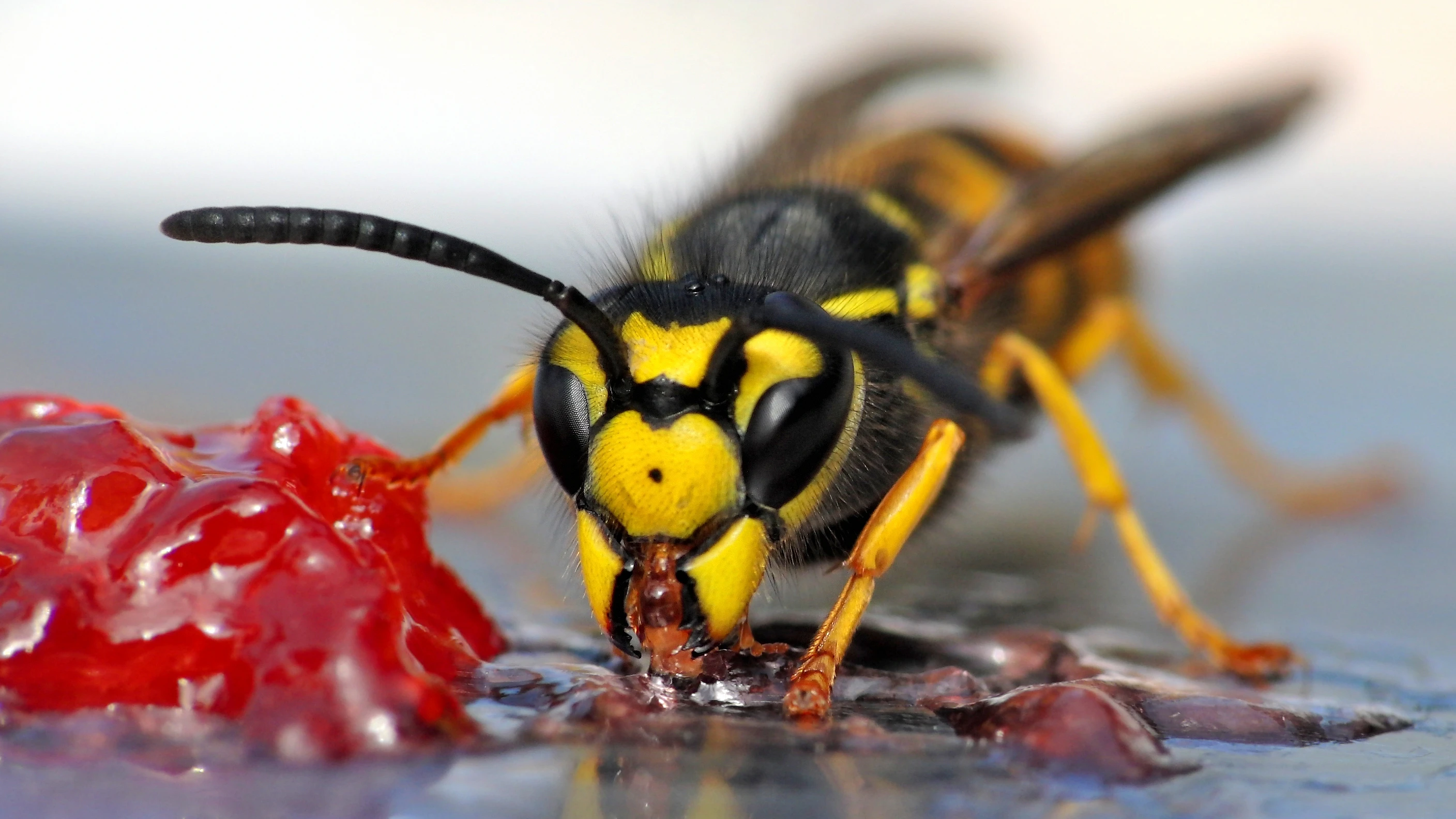 Heute.at - Nach der Hitze droht uns jetzt eine Wespen-Invasion