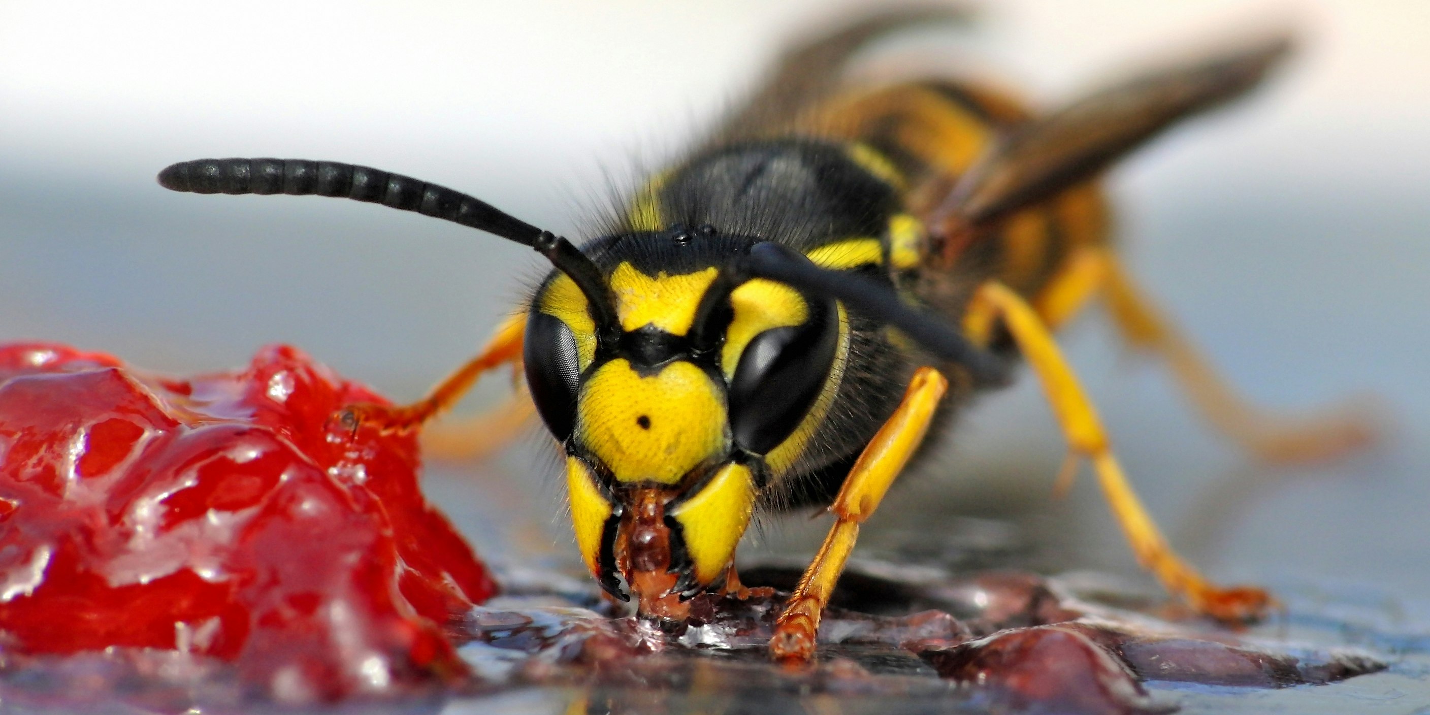 Durch wildes Umsichschlagen lassen sich die nervigen Insekten definitiv nicht vertreiben. <a href="https://www.heute.at/s/wespen-das-solltet-ihr-auf-keine-fall-tun-100096610">Wir verraten, was wirklich hilft.</a>