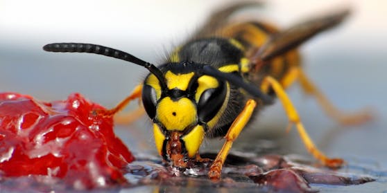 Durch wildes Umsichschlagen lassen sich die nervigen Insekten definitiv nicht vertreiben. Wir verraten, was wirklich hilft.