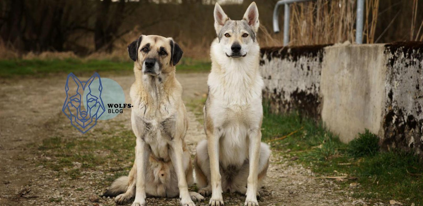 Wolfshybride statt Hund als Haustier