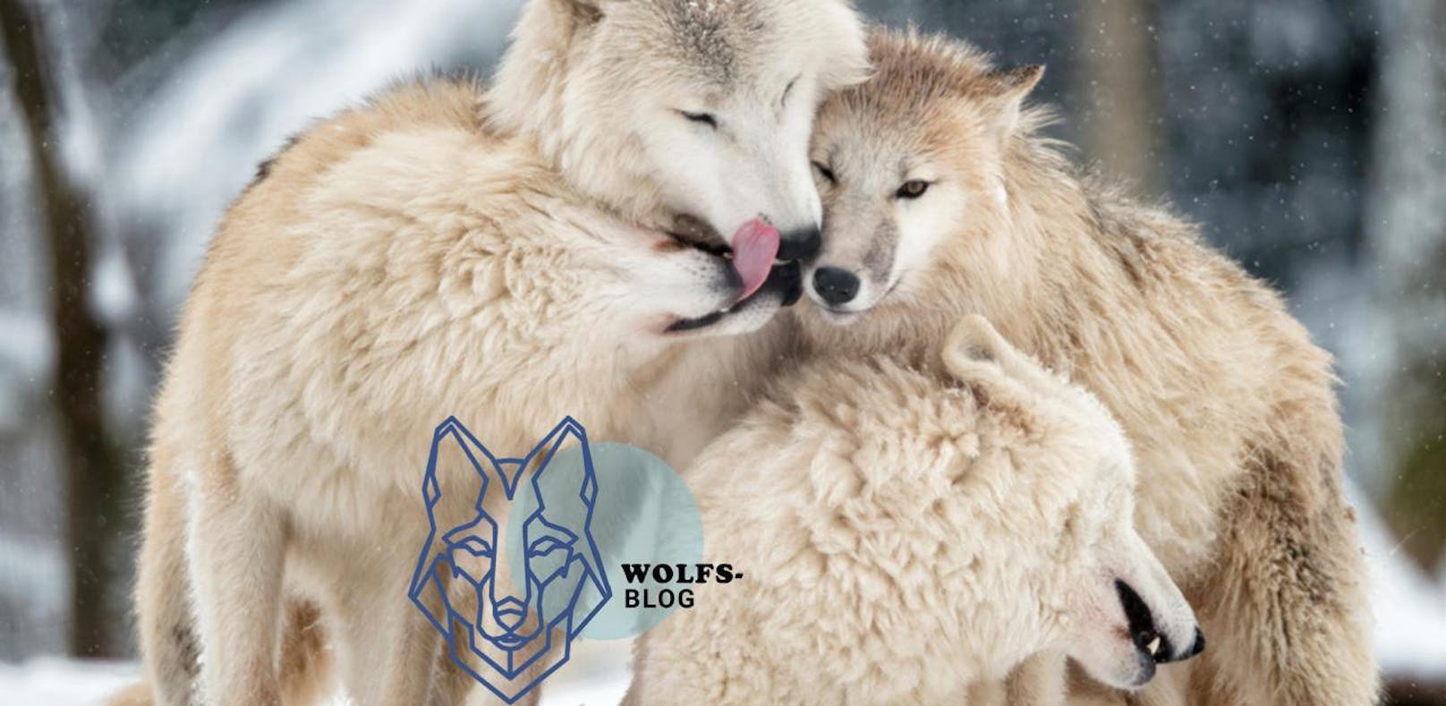 La famiglia ist für Wölfe das wichtigste