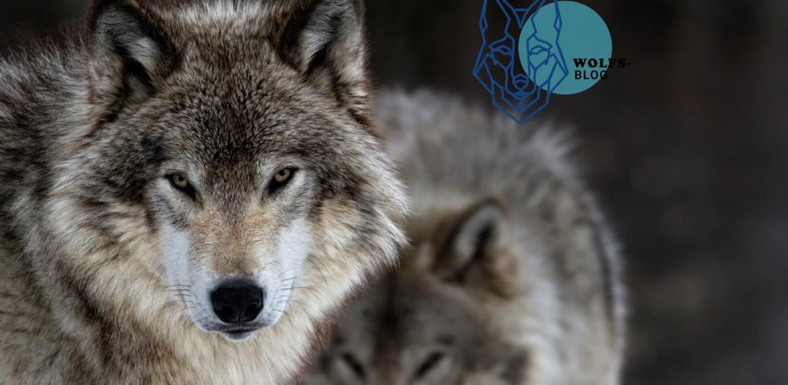 Sind Wölfe gefährlich? Der Fall "Kolmarden"
