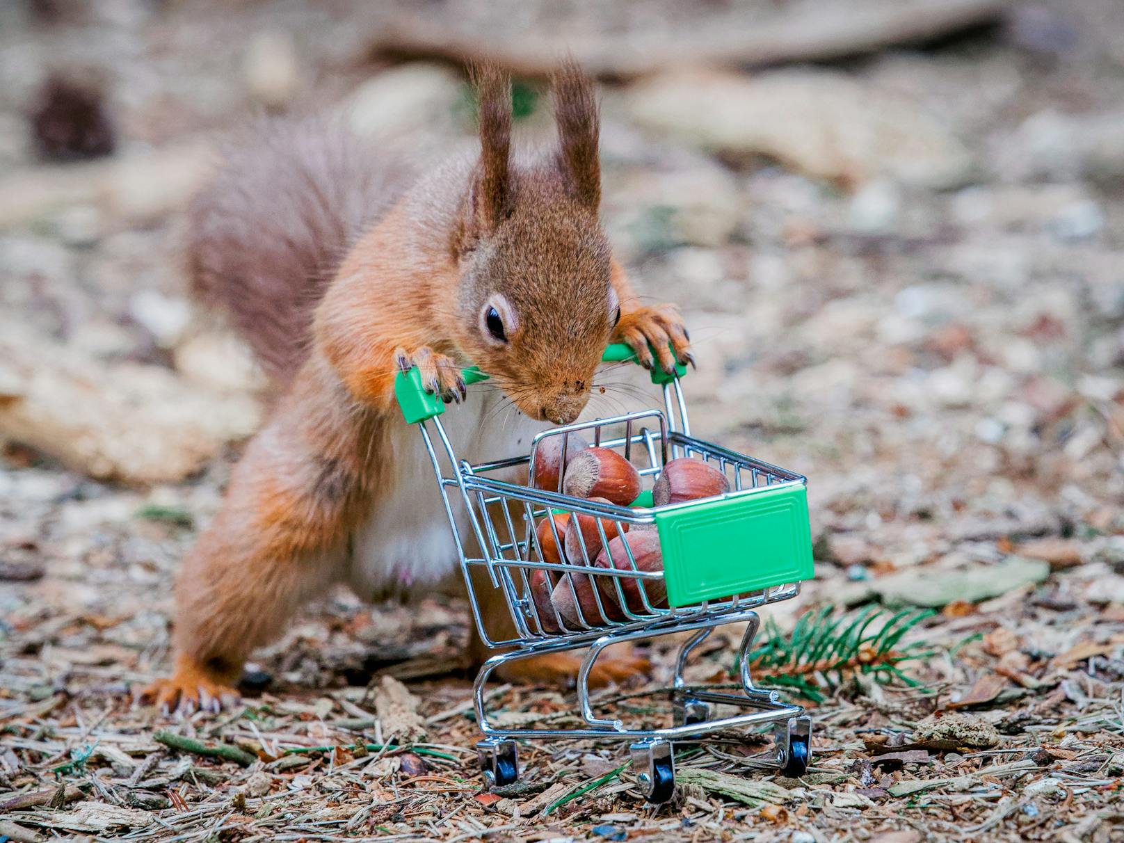 Definitiv kein Hamsterkauf: Mühsam nährt sich das Eichhörnchen