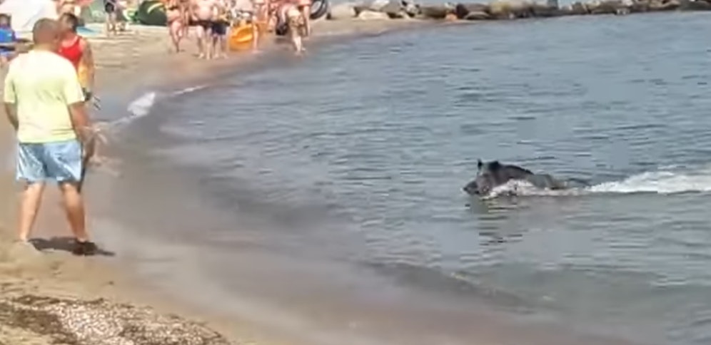 Das Wildschwein kam dem Vernehmen nach mehrere Kilometer angeschwommen. 