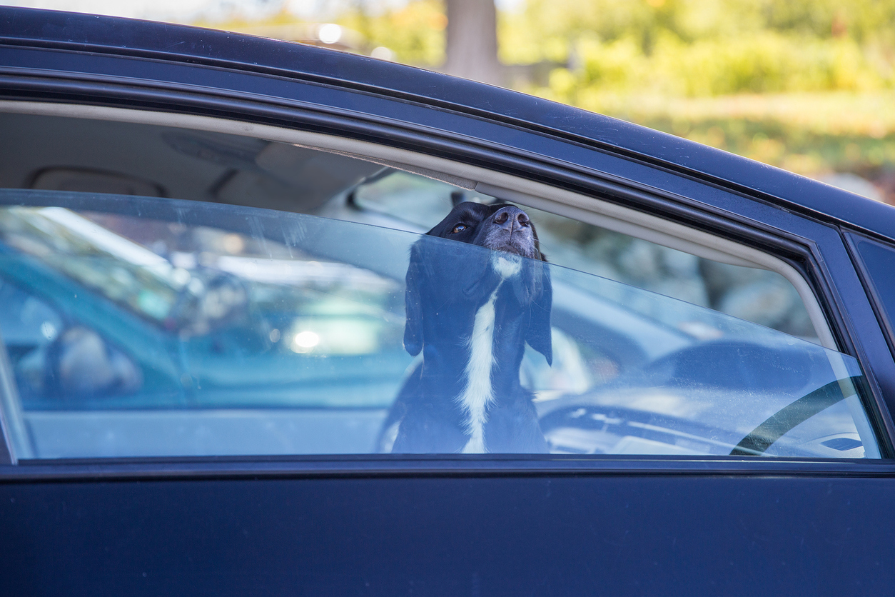 Der Hund wurde im Auto zurückgelassen.